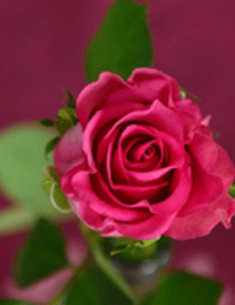 Roseann L Prouty Obituary