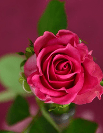 Jacqueline D (Charpentier) Lees Obituary
