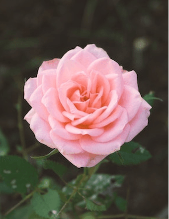 Julia C. LaFogg Obituary
